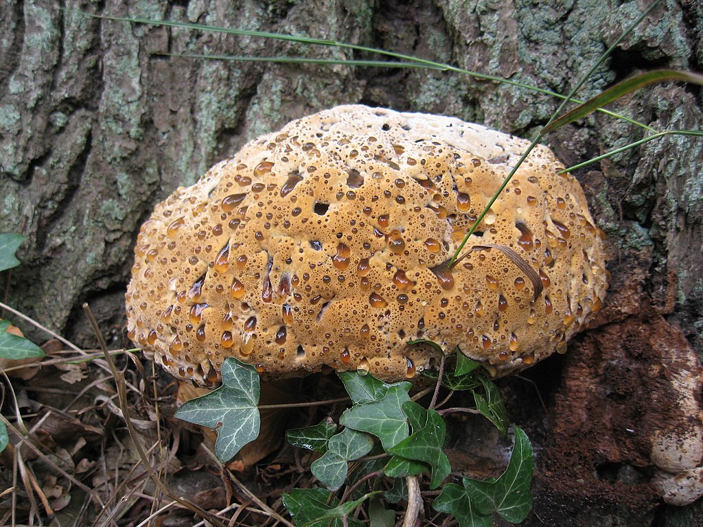 Inonotus dryadeus, aka Weeping Conk