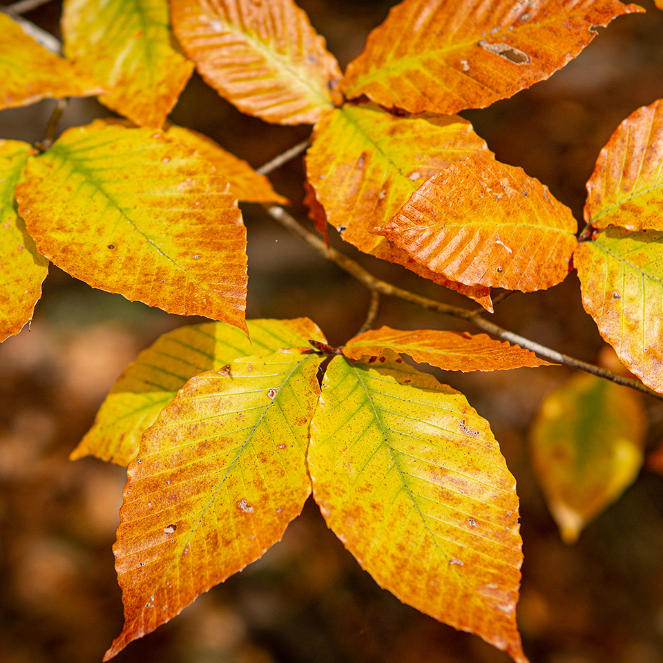 American beech leaves in warm golden bronze Fall color