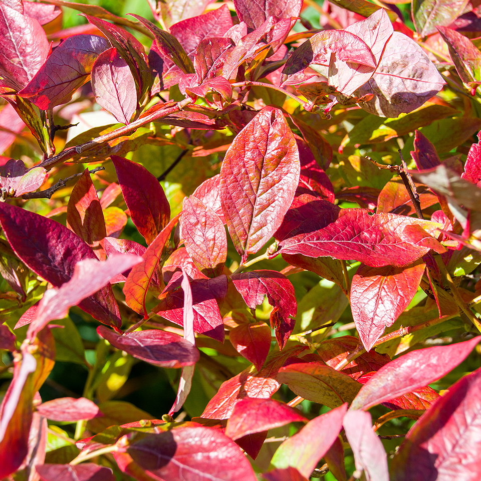 Blueberry leaves in the fall