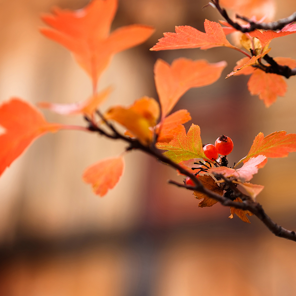 Hawthorn branches loaded with bright red berries in Fall