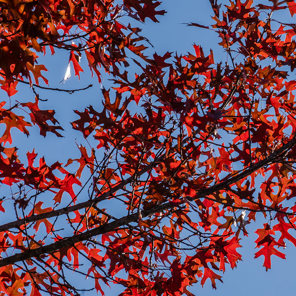 Nuttall oak branch with deep red Fall leaves against a blue sky