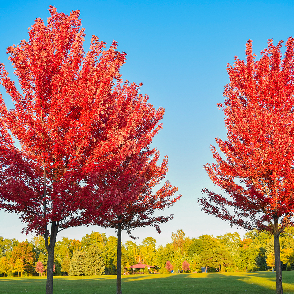 Two red maples in full crimson Fall color in an open lawn
