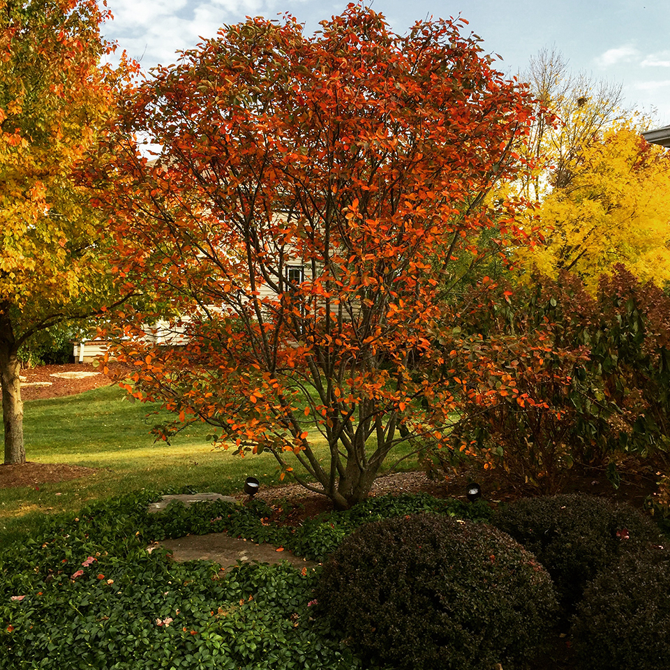 Multi-stemmed serviceberry in orange-red Fall color in a landscape planting