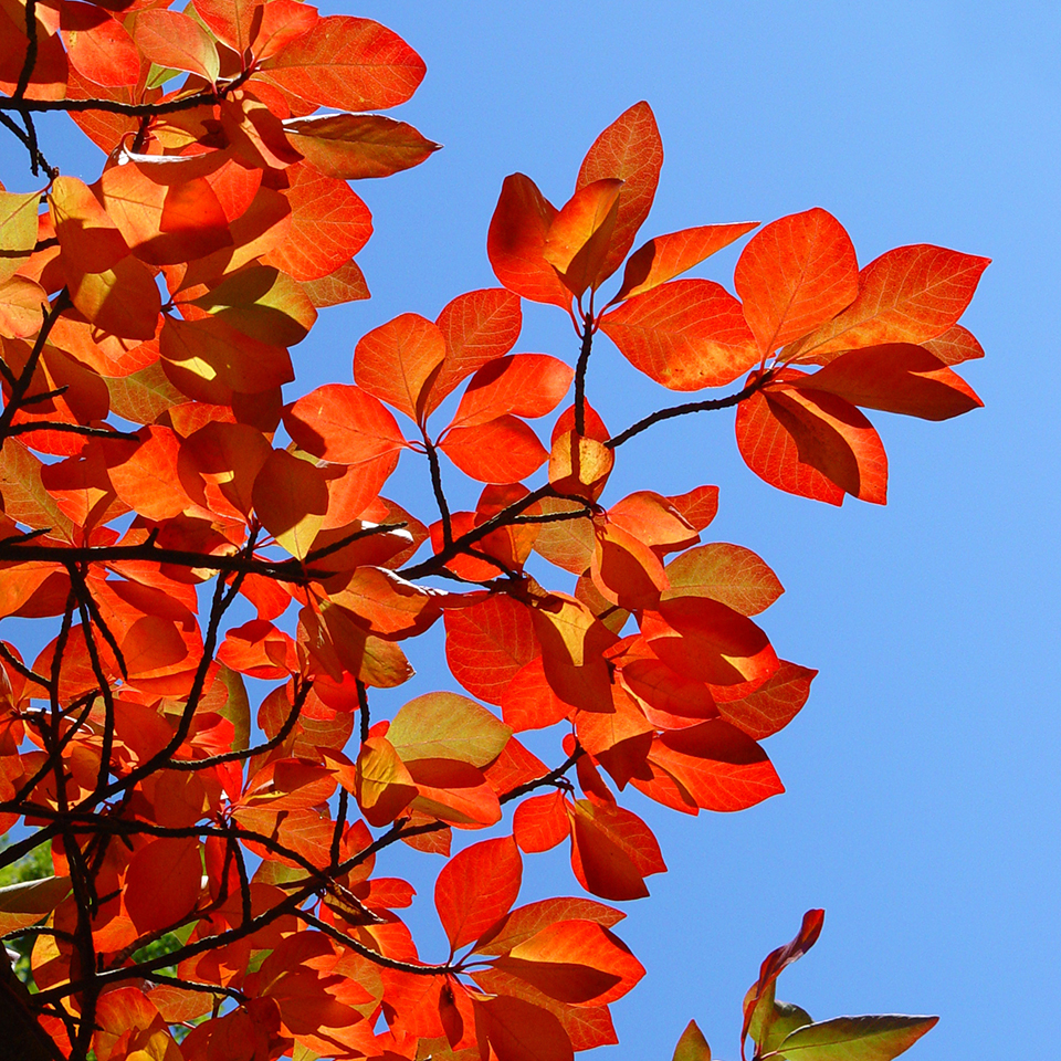 Black gum leaves turned brilliant scarlet in early Fall