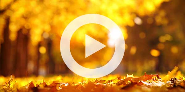 Fallen leaves in the yellow sunlight