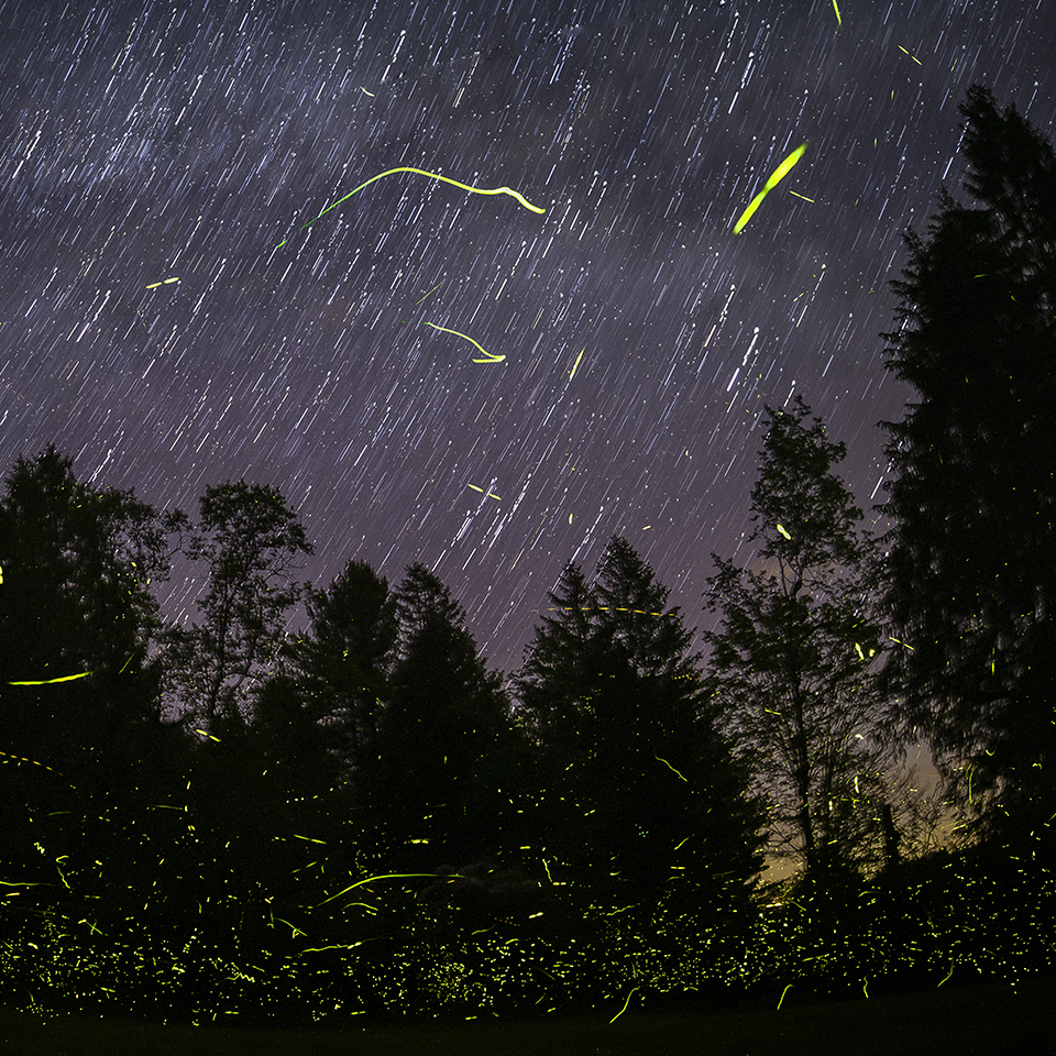 Fireflies blinking at dusk in a yard with the outdoor lights off