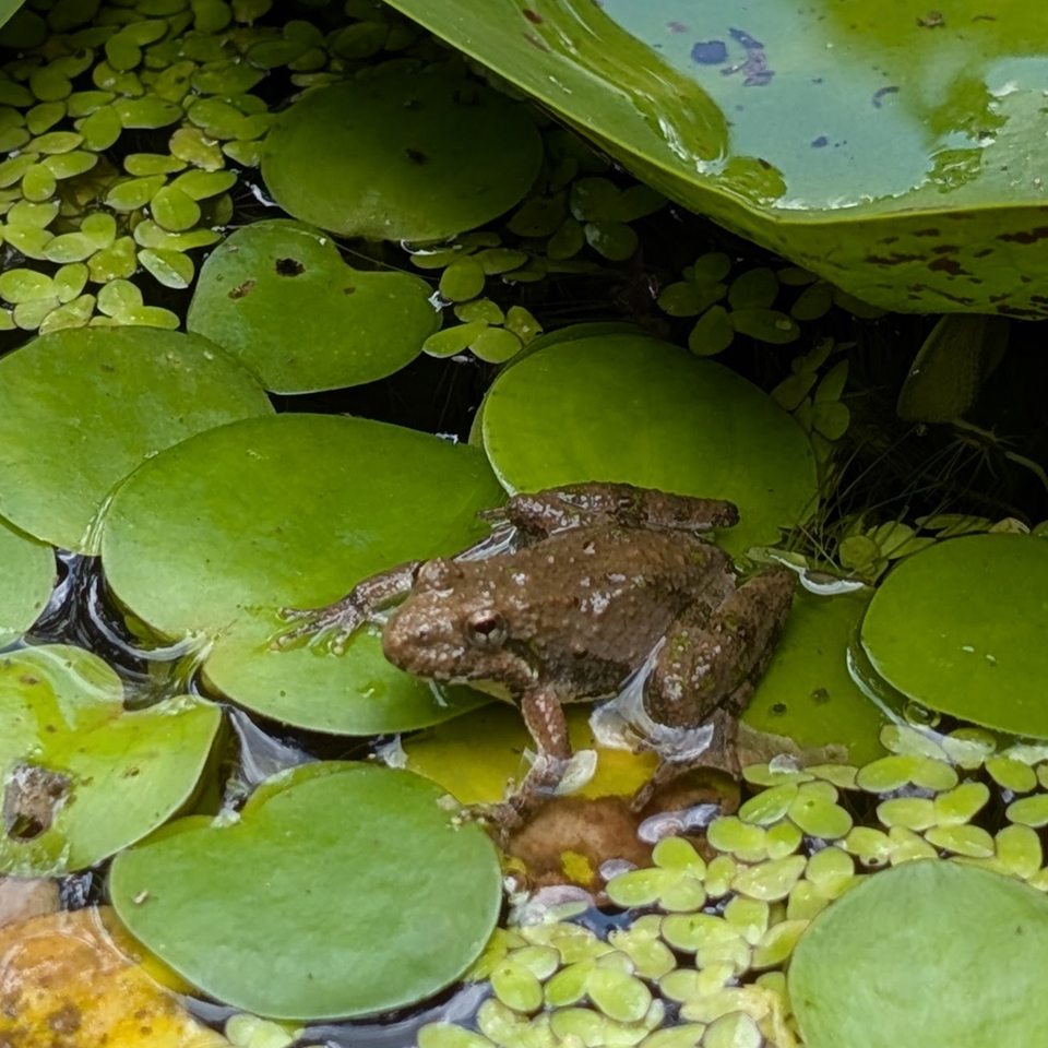 frog at a pond