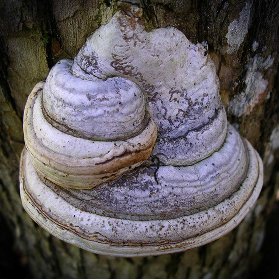 16 Fascinating Facts About Fungi Leaf Limb