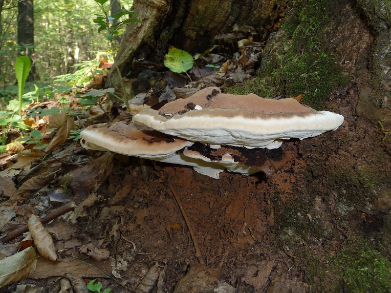 Ganoderma applantum, aka Artist Conk