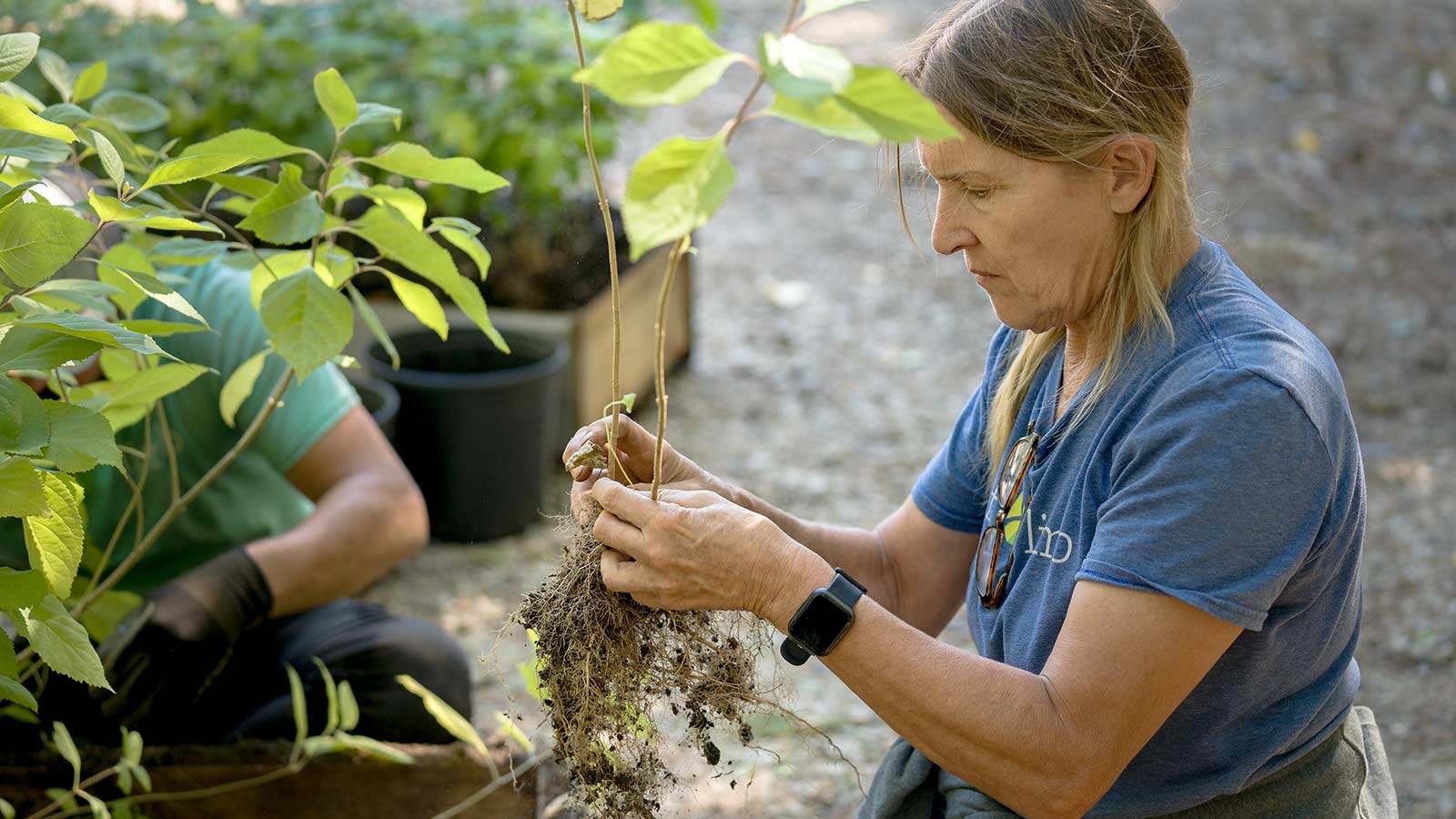 Nora taking plants out of the air pruning box.