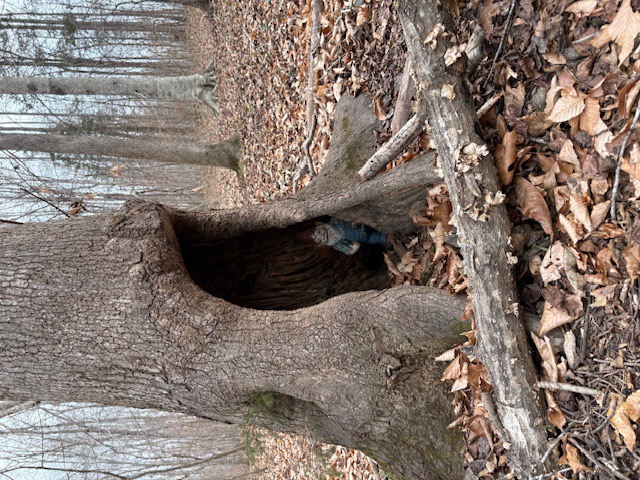 something fun in the woods