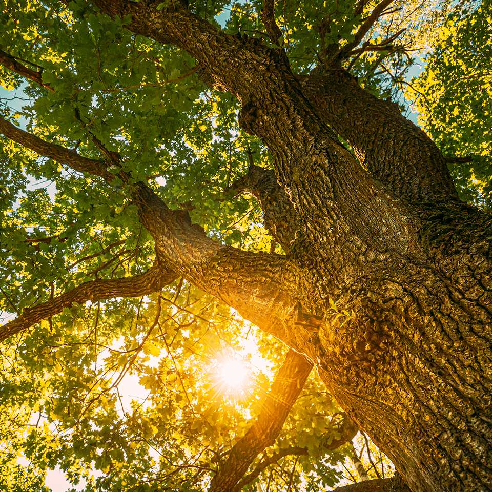 sun shining through branches
