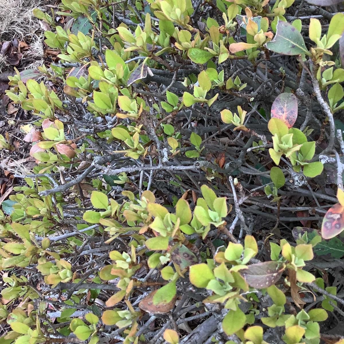 Image new foliage on an Indian Hawthorne