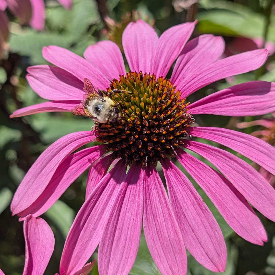 bee on a coneflower