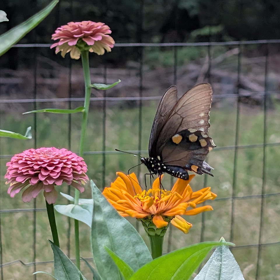 pipevine swallowtail on a zinnia