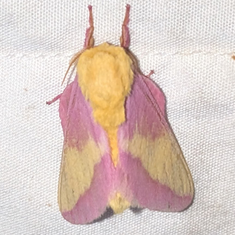 rosy maple moth