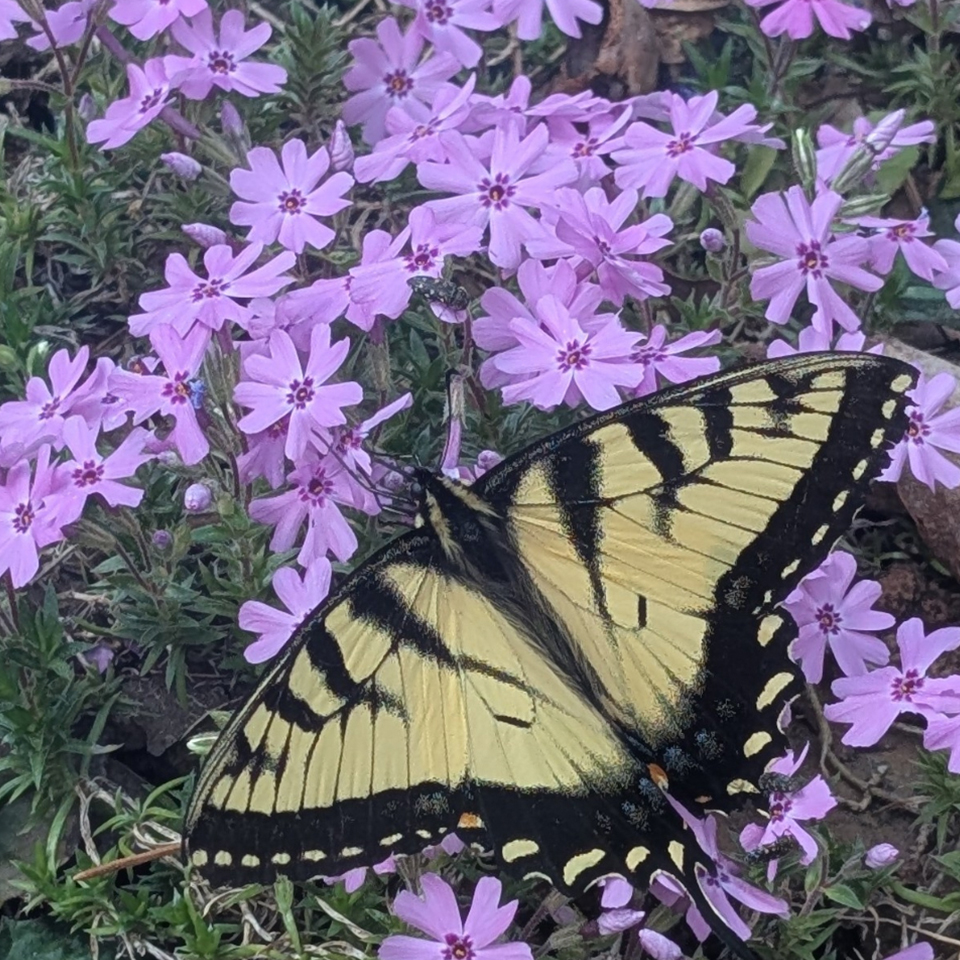 swallowtail on phlox