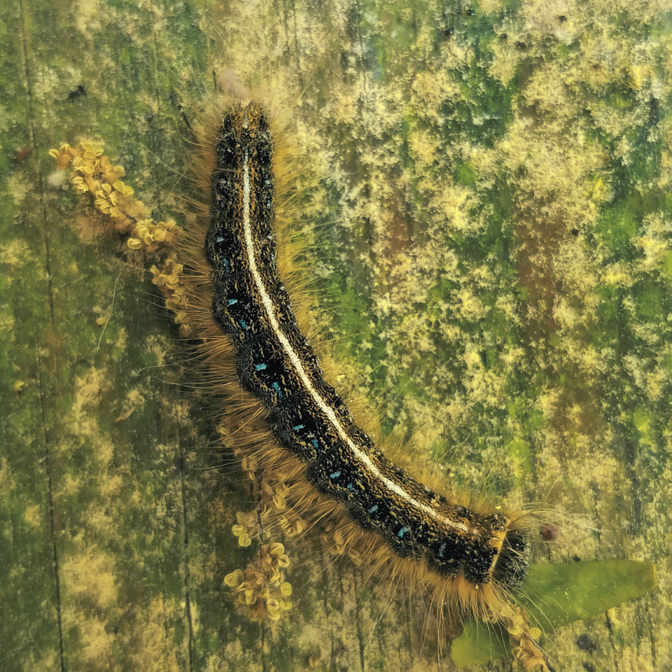 mature eastern tent caterpillar