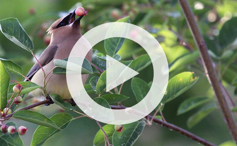 Tree with a bird eating berries