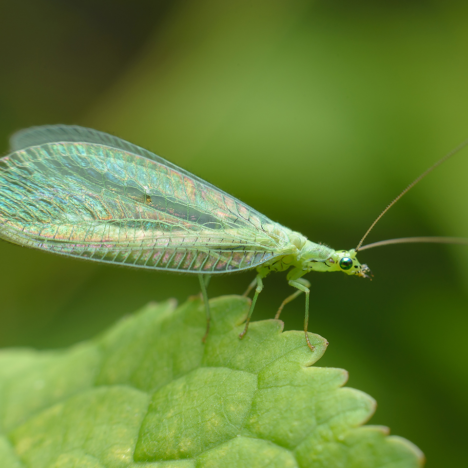 Lacewing on a leaf.