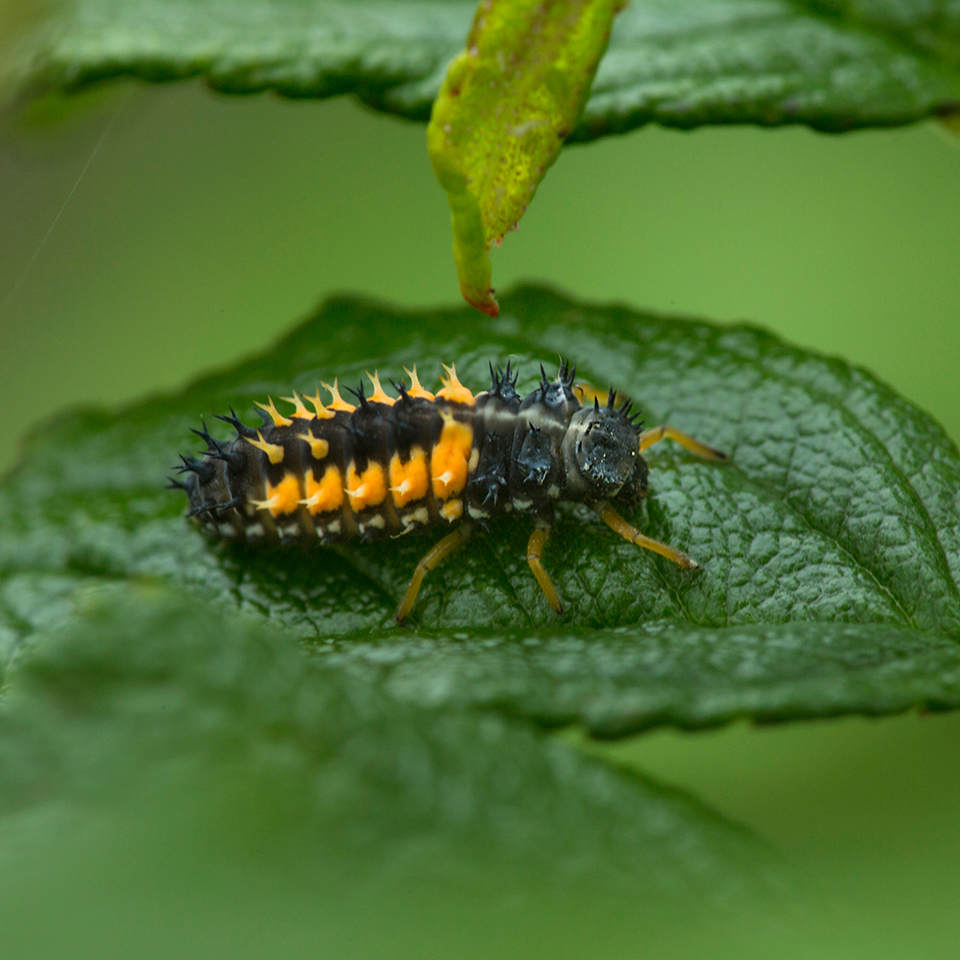 The young of ladybugs, which are really beetles look very different from their cheerfully colored parents. They look like tiny gray alligators, sometimes with red or orange spots, depending on the species. The good news is that despite their dubious appearance, they are voracious aphid eaters. You often find them on plants that are experiencing a lot of aphid feeding.