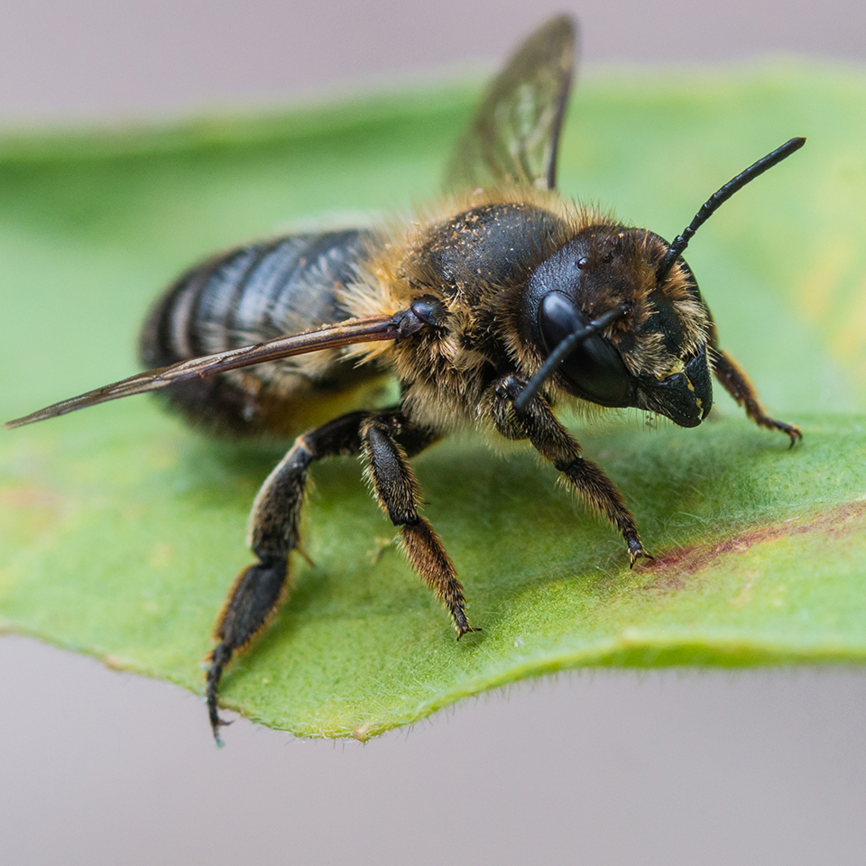 If you see neat half-moon cutouts along leaf edges, a leafcutter bee is likely responsible. These solitary bees cut small pieces of leaves to line their nests. The damage is cosmetic and does not threaten the plant's health. In fact, these bees are excellent pollinators and an important part of a healthy garden ecosystem.
