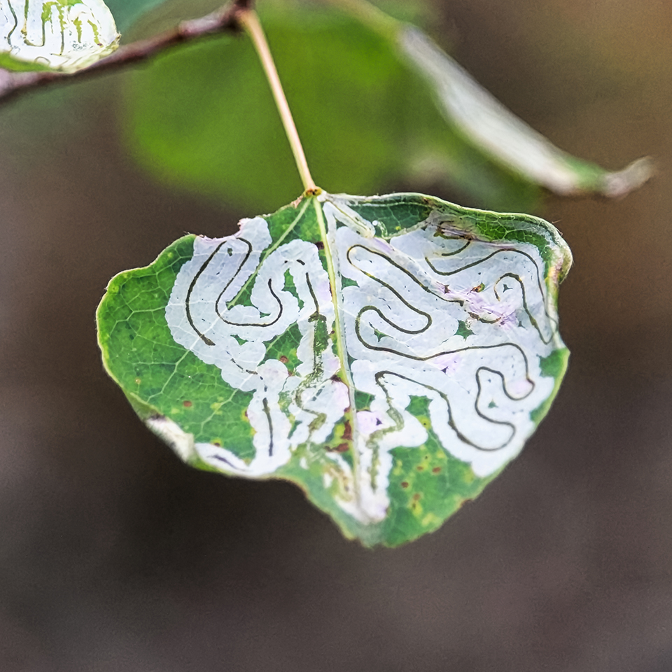 Leafminers are the tiny larvae of certain insects that feed between the upper and lower layers of a leaf. As they move, they leave winding trails or blotchy patches that can look alarming. Despite the dramatic patterns, the damage is usually cosmetic and rarely harms established trees or shrubs. Hollies, birch, and boxwood are common hosts. Keeping trees healthy, and in good soil is all you can do.