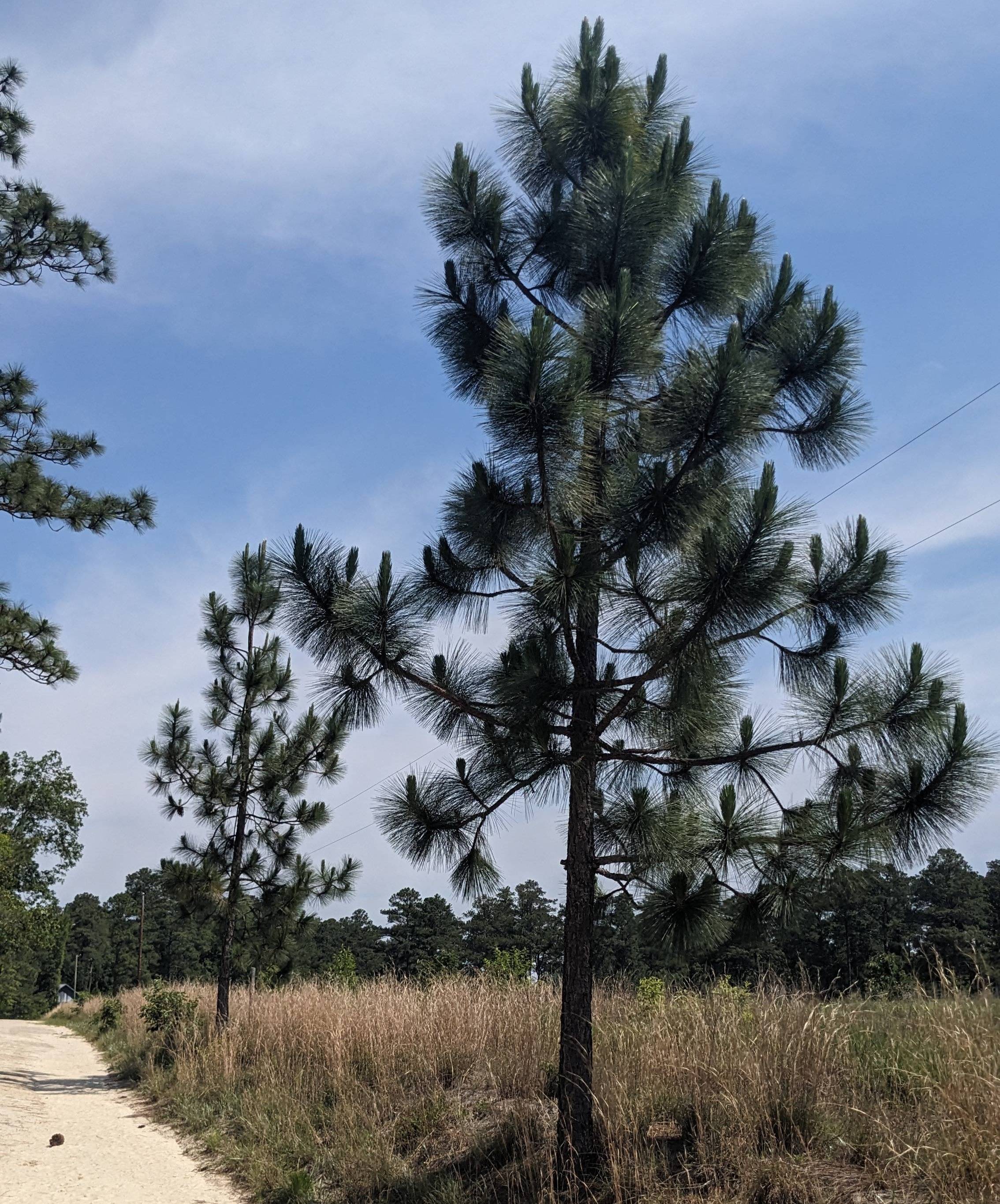 Longleaf Pine(*Pinus palustris*)