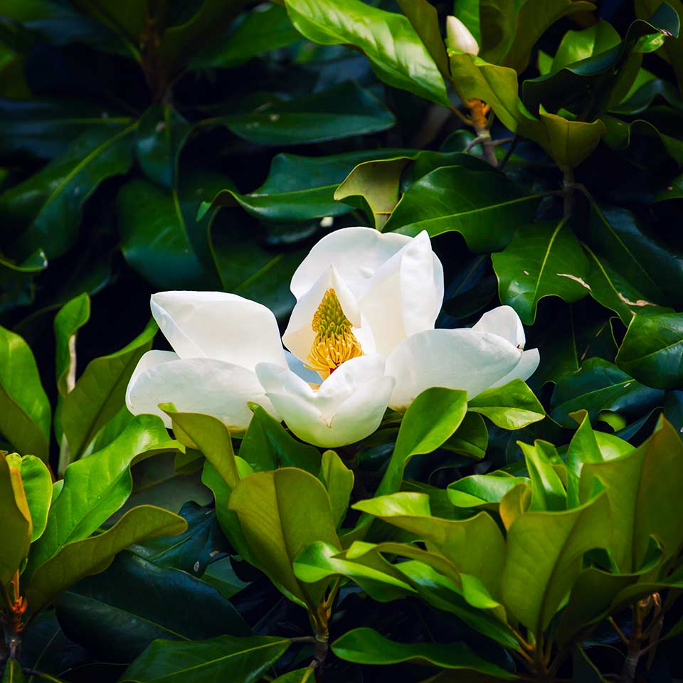Magnolia tree, example of flowering plant for pruning