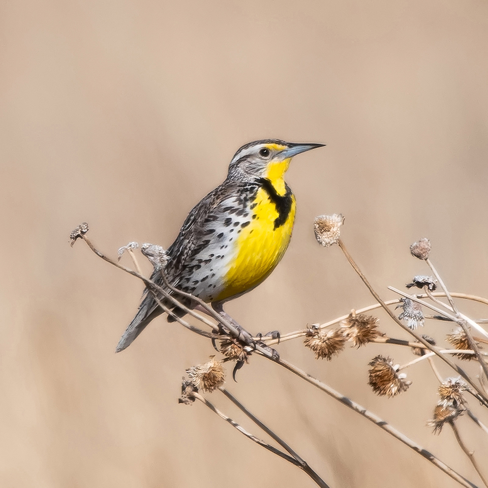 meadowlark on a branch