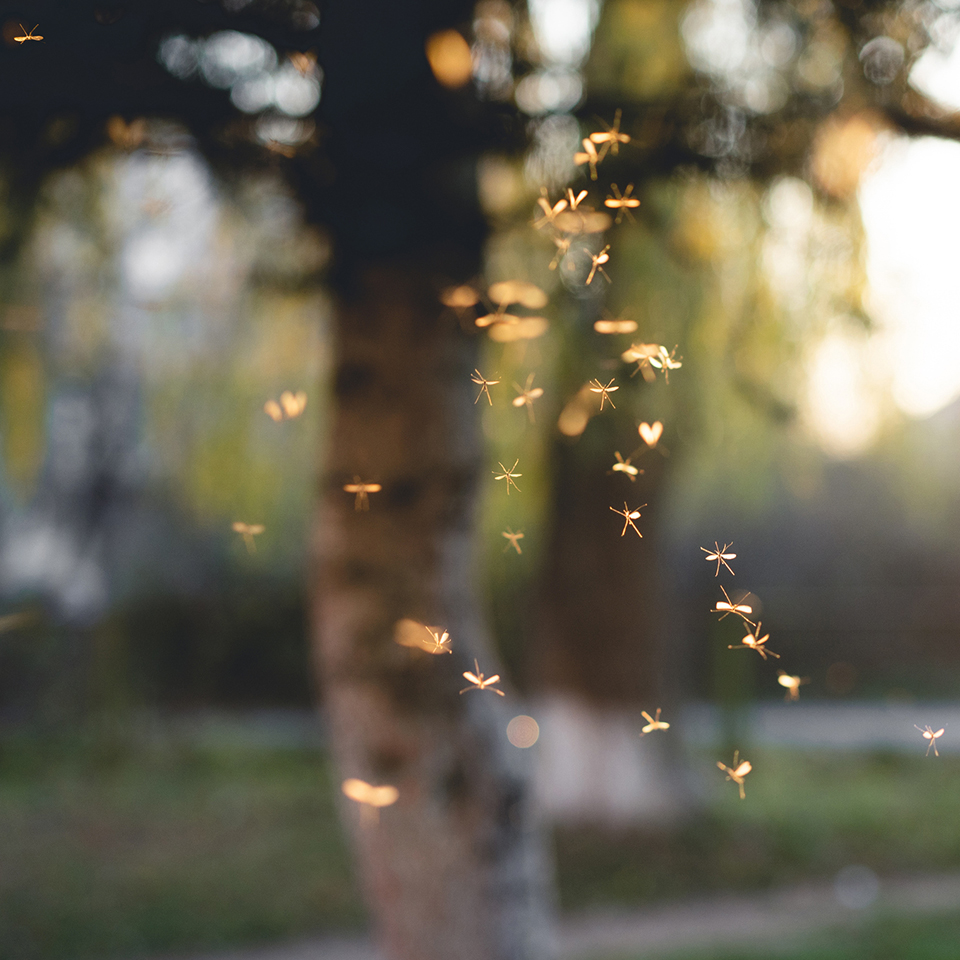 Mosquitos near a tree