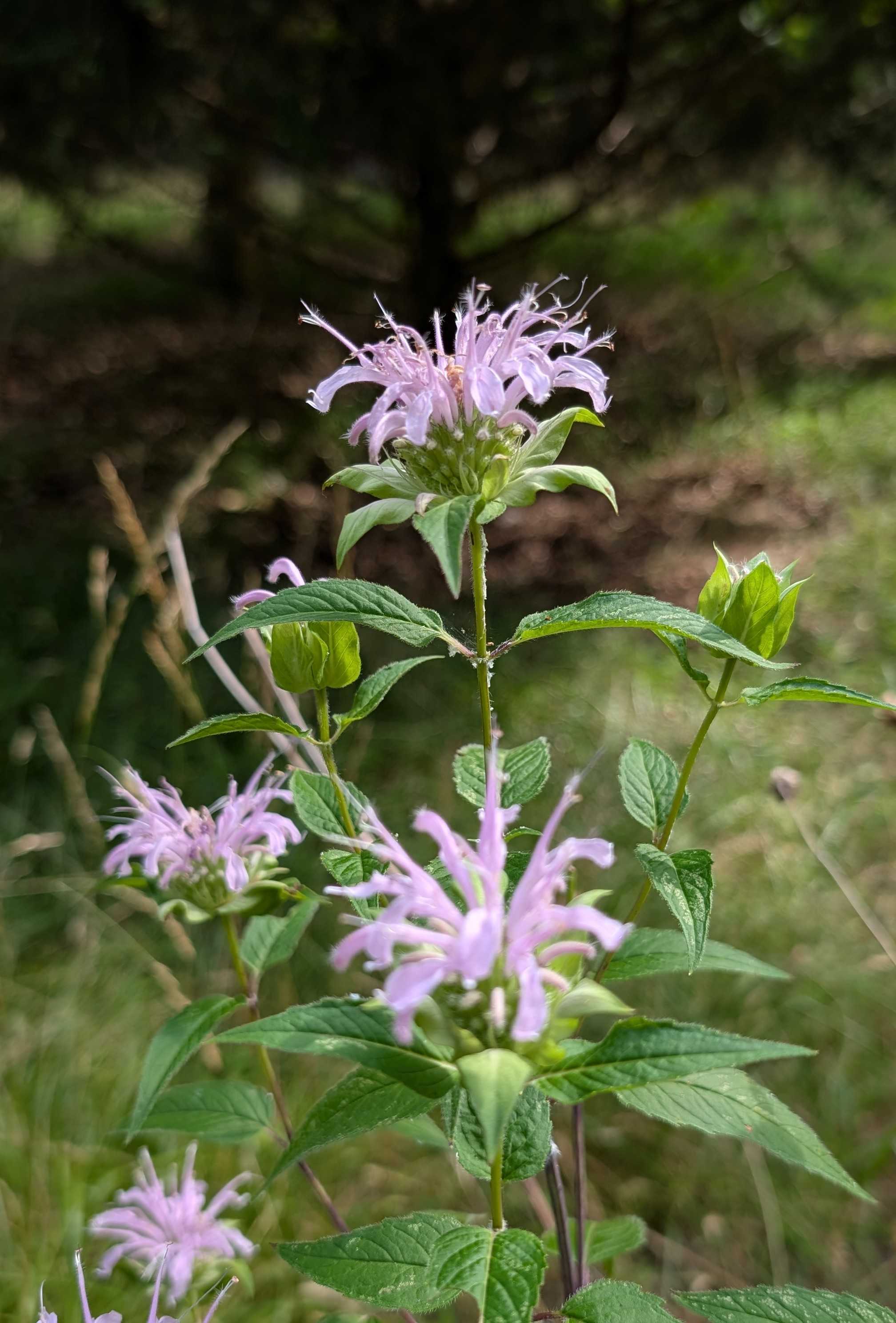 Carolina allspice(*Monarda fistulosa*)