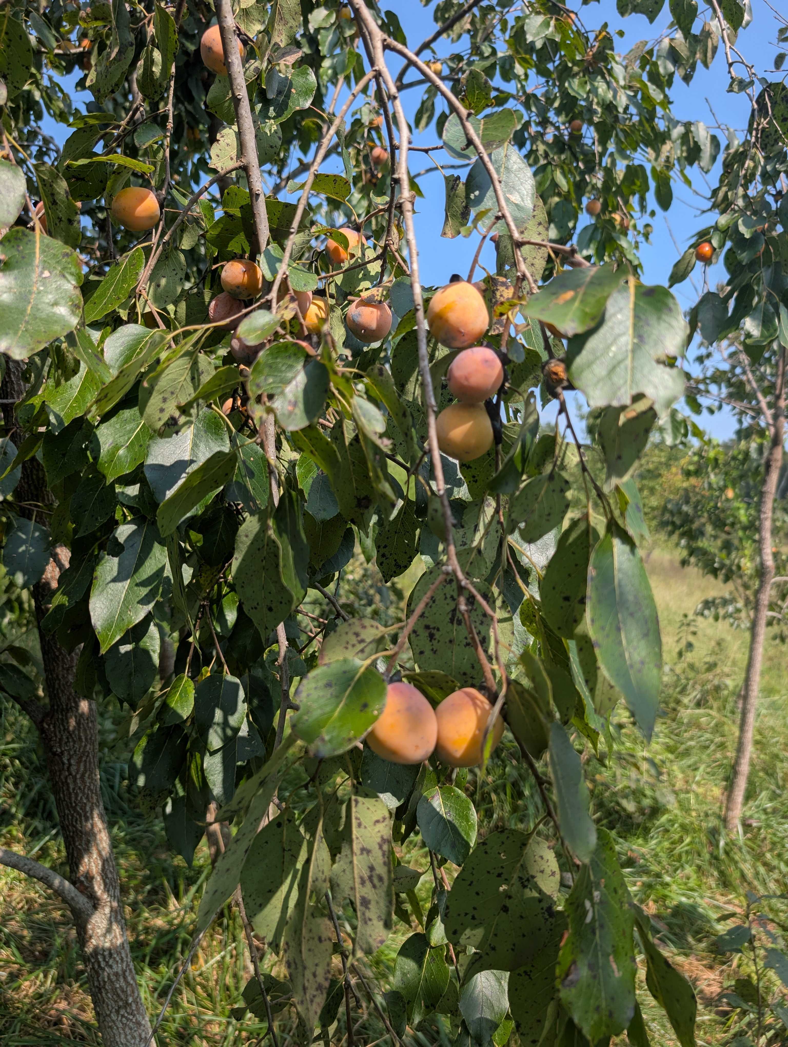 ripe fruit on a native persimmon tree