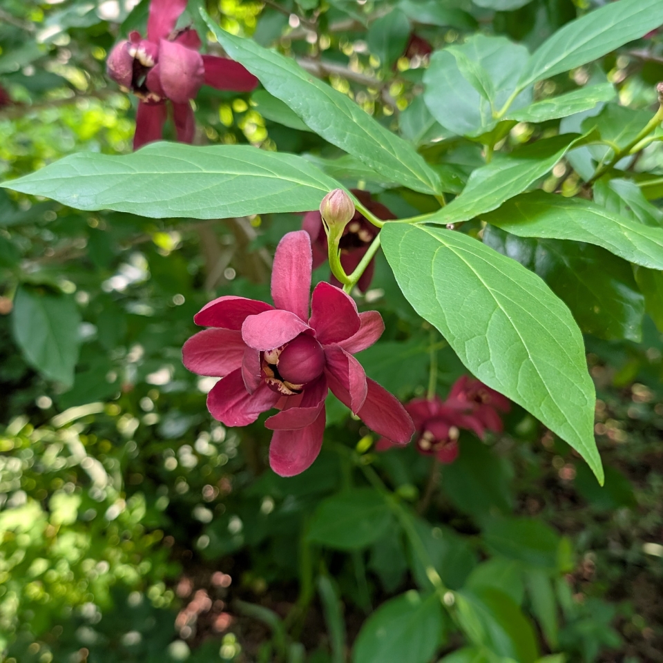 Carolina allspice(*Calycanthus floridus*)