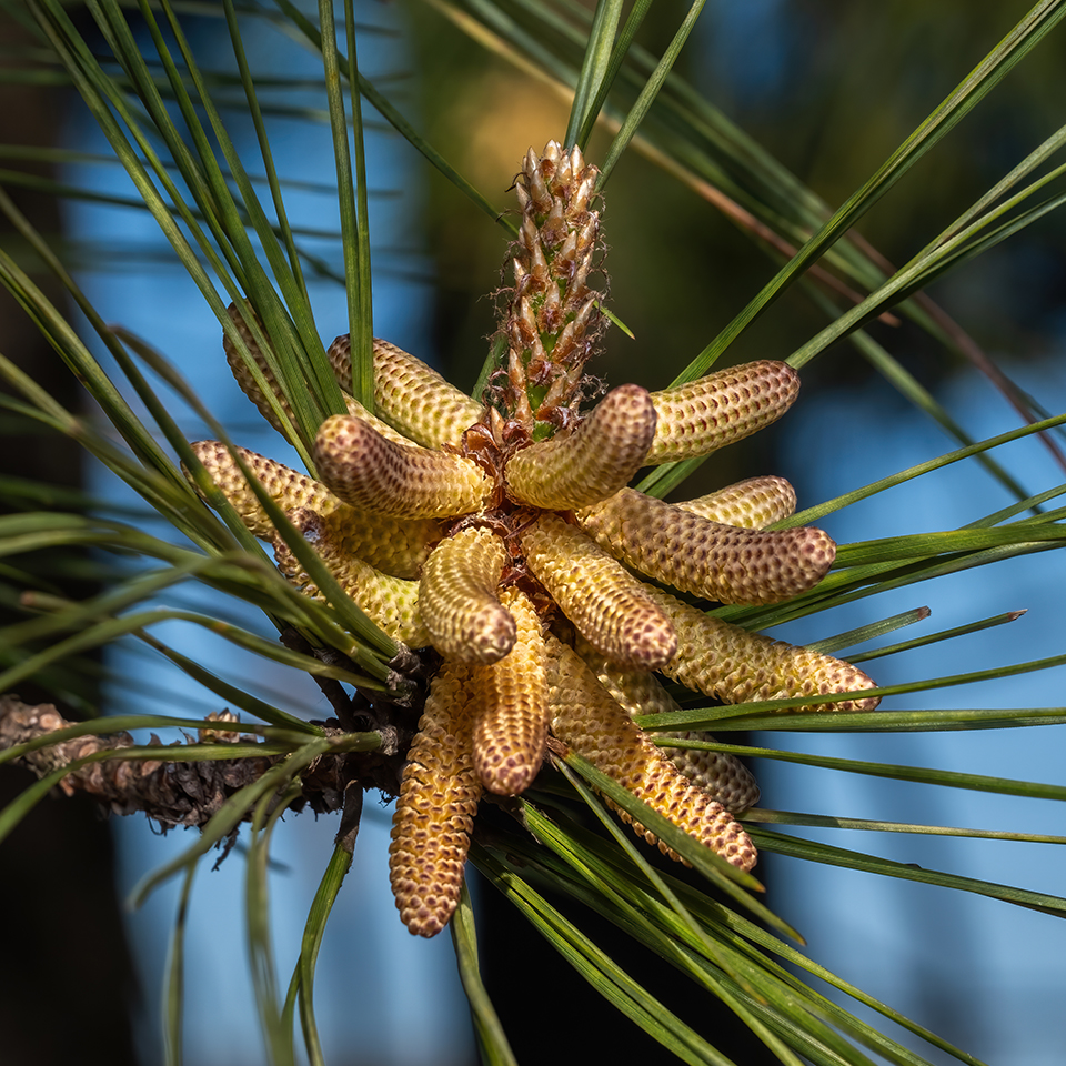 Loblolly pine cones