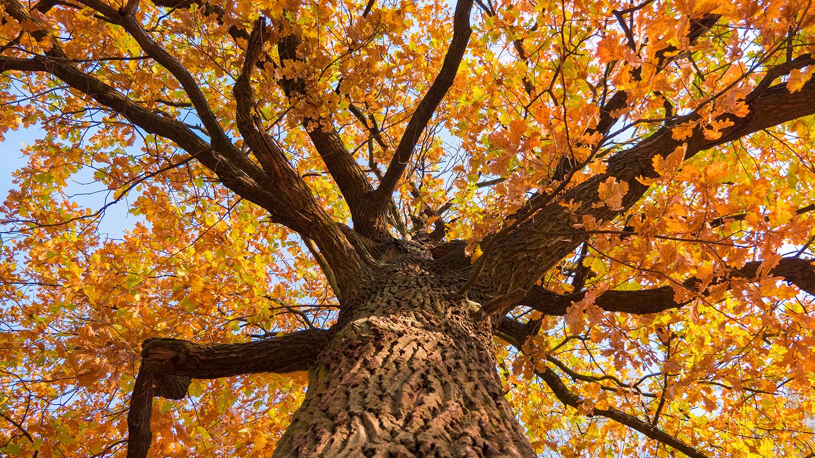 Brilliant orange and red Fall foliage lit against a clear blue sky.