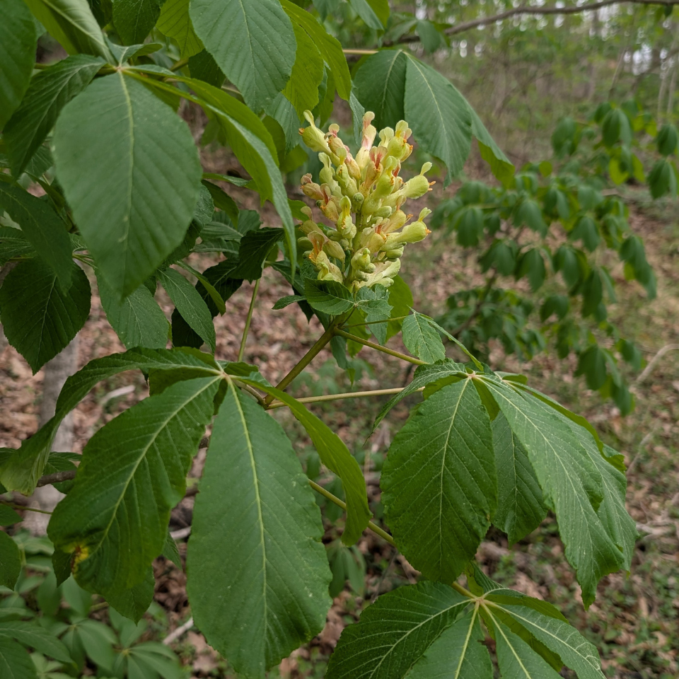 painted buckeye (*Aesculus sylvatica*)