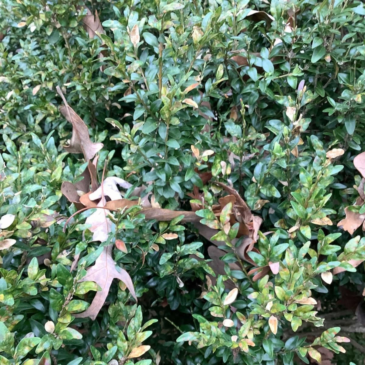 Image new foliage on a Boxwood