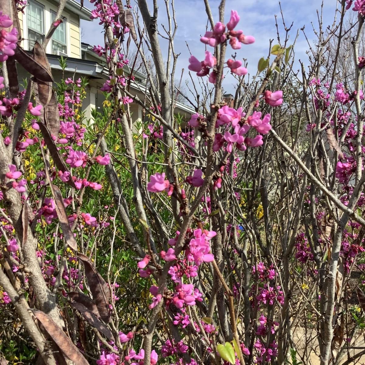 Image of spring flowers