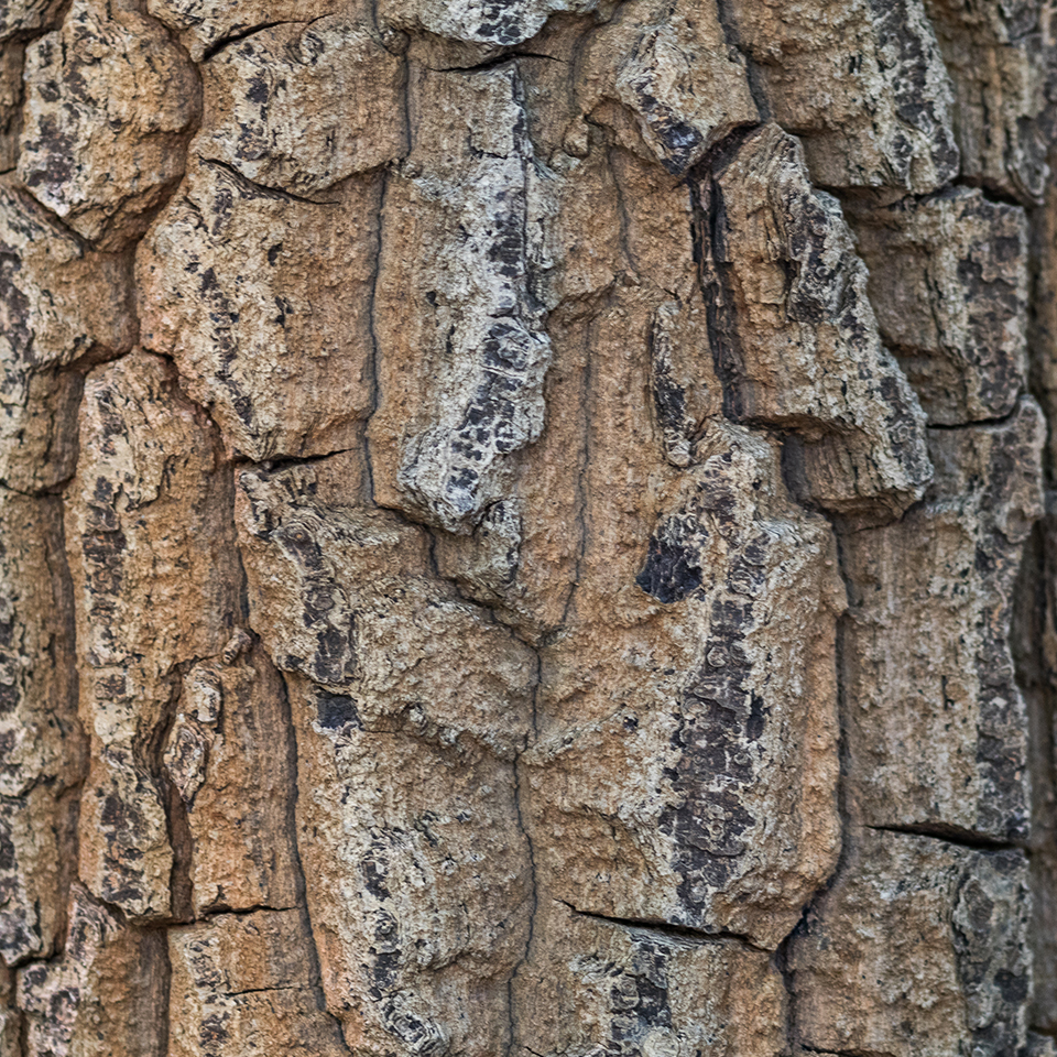Chestnut oak with thick, deeply furrowed blackish-gray bark