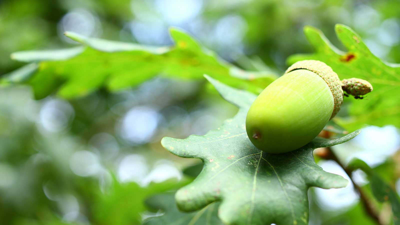 Closed up of leaves and acorn.