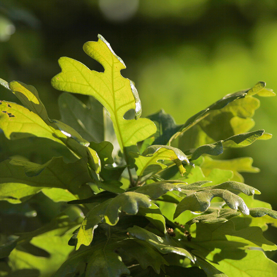 Post oak leaf showing distinctive cross-shaped lobes