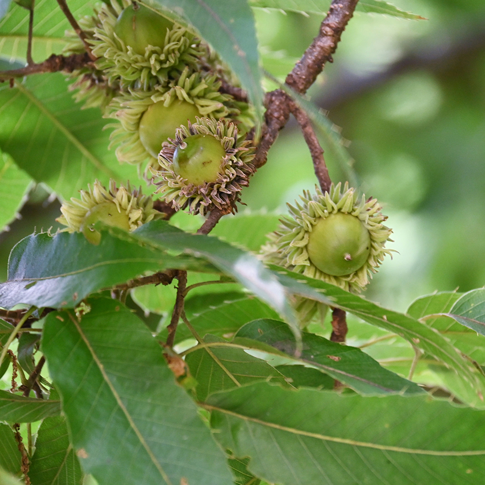Sawtooth oak acorn with a shaggy, fringed cap