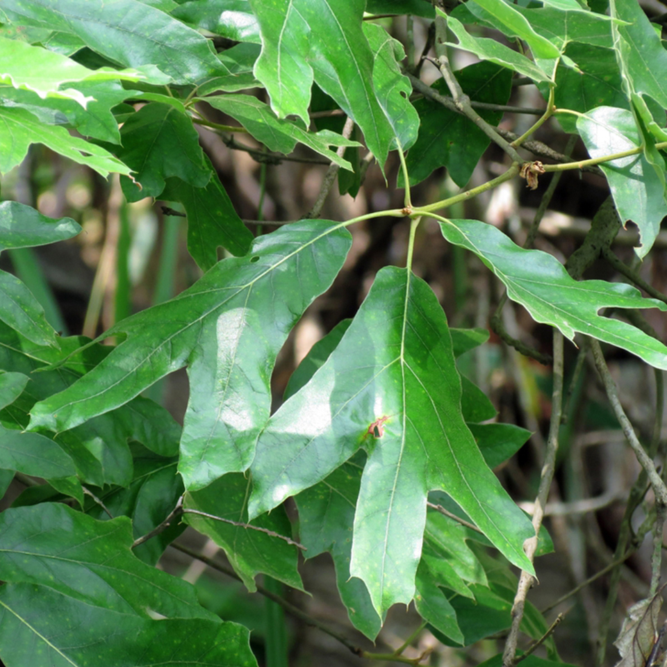 Southern red oak leaf with long, narrow pointed lobes