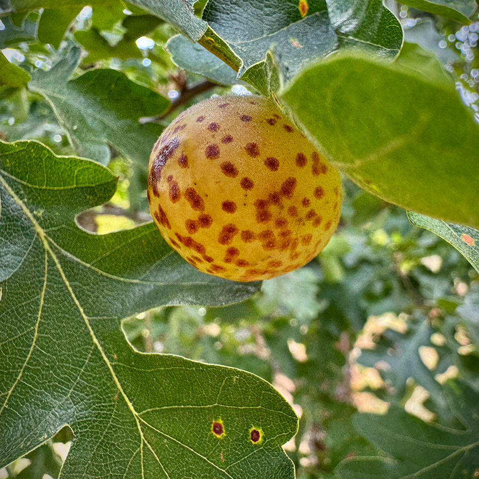 A gall is plant tissue that has been chemically reprogrammed by another organism — often an insect or mite — to form a tiny shelter and food source. Galls can be colorful, oddly shaped, and sometimes quite beautiful. They often worry people simply because they look downright "alien". In most cases, leaf and stem galls cause little harm to the plant and are just another expression of nature's diversity.