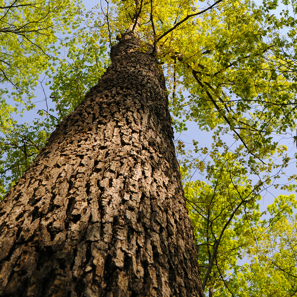 White oak with blocky light gray bark