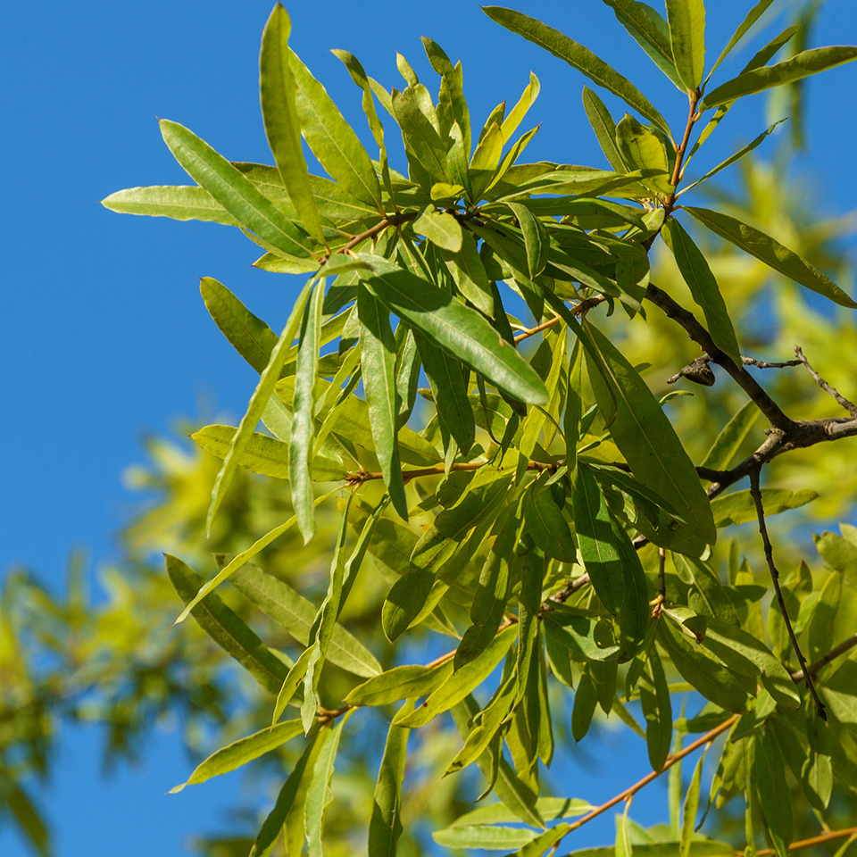 Willow oak trunk and fine, willow-like foliage