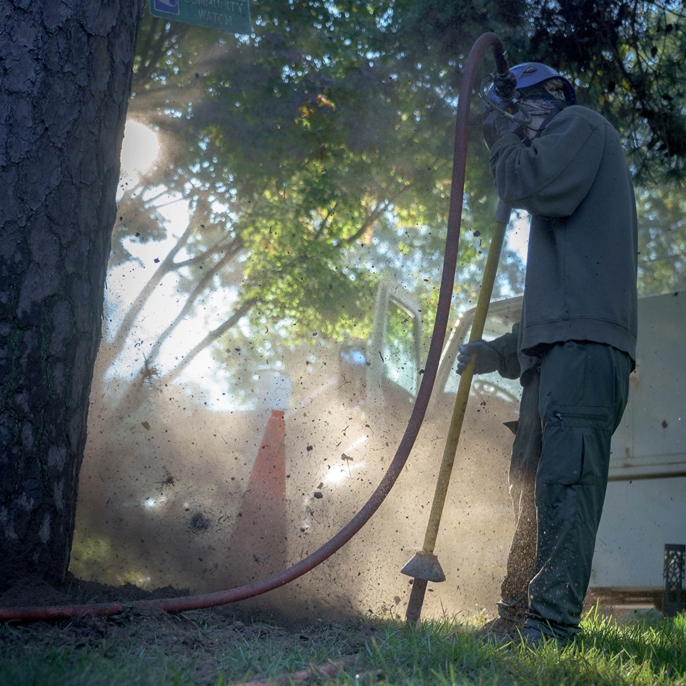 treecologist using an air spade to decompact soil around the base of a tree