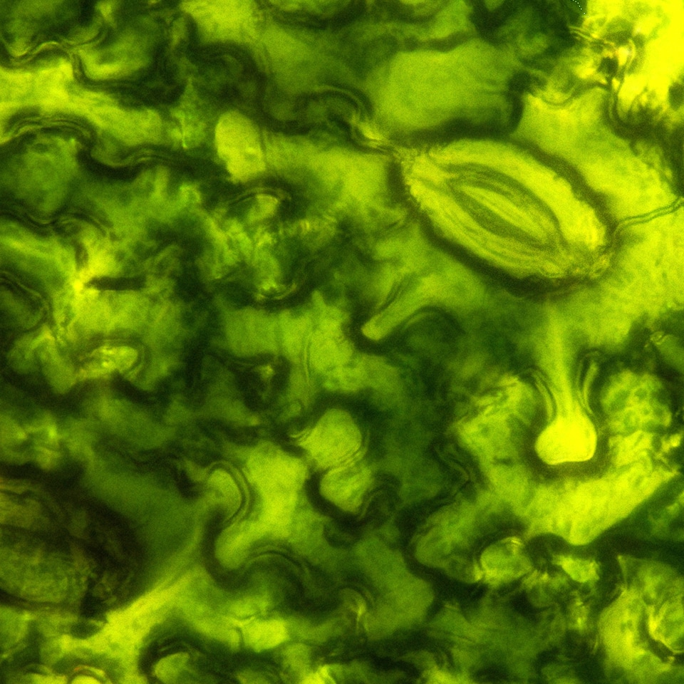 Close-up of stomata under a microscope