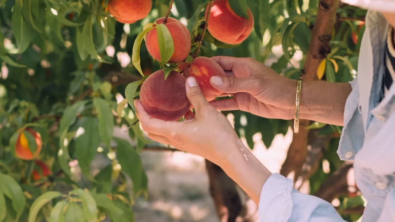 Host an Orchard